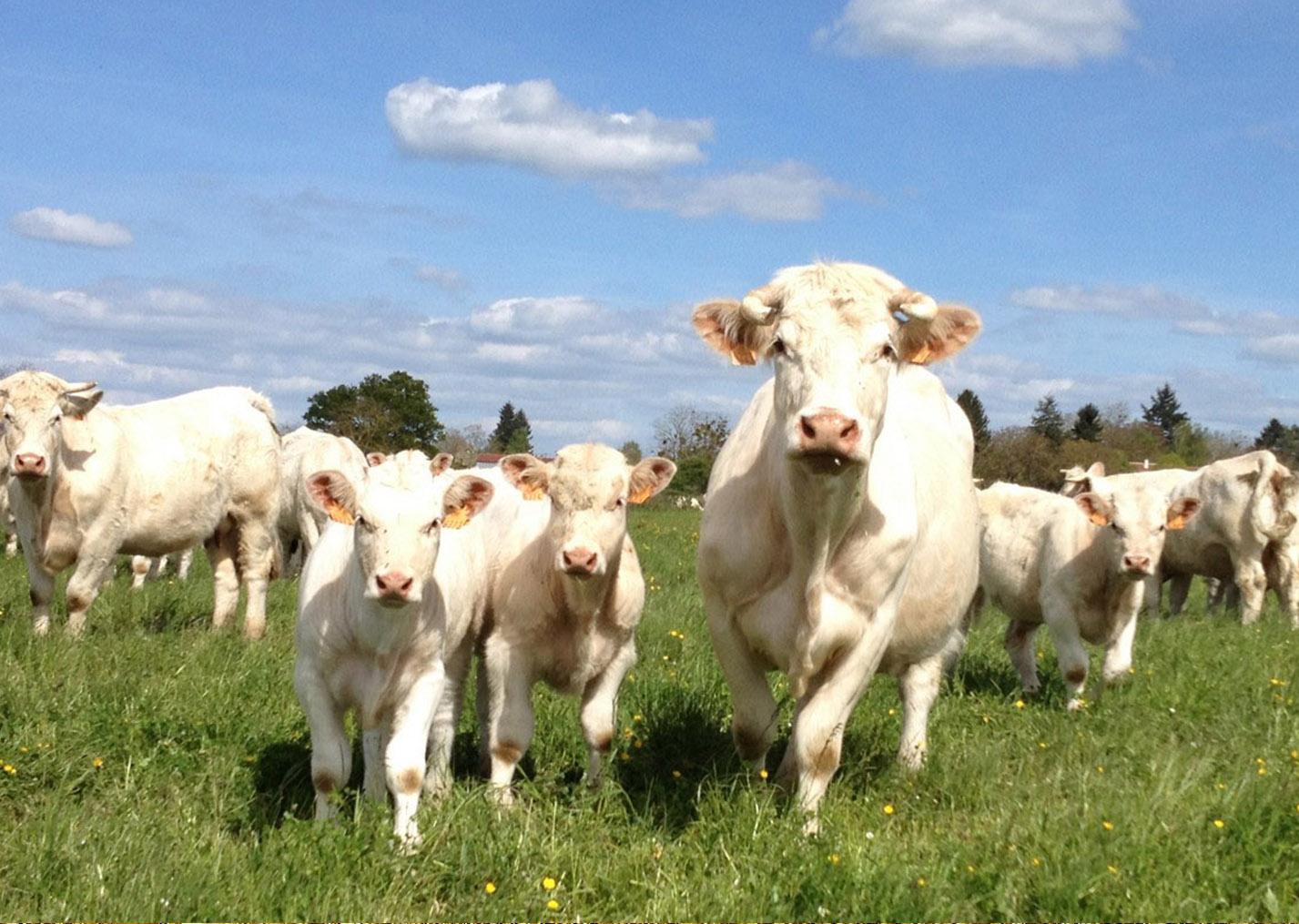 La Ferme de Bonneuil