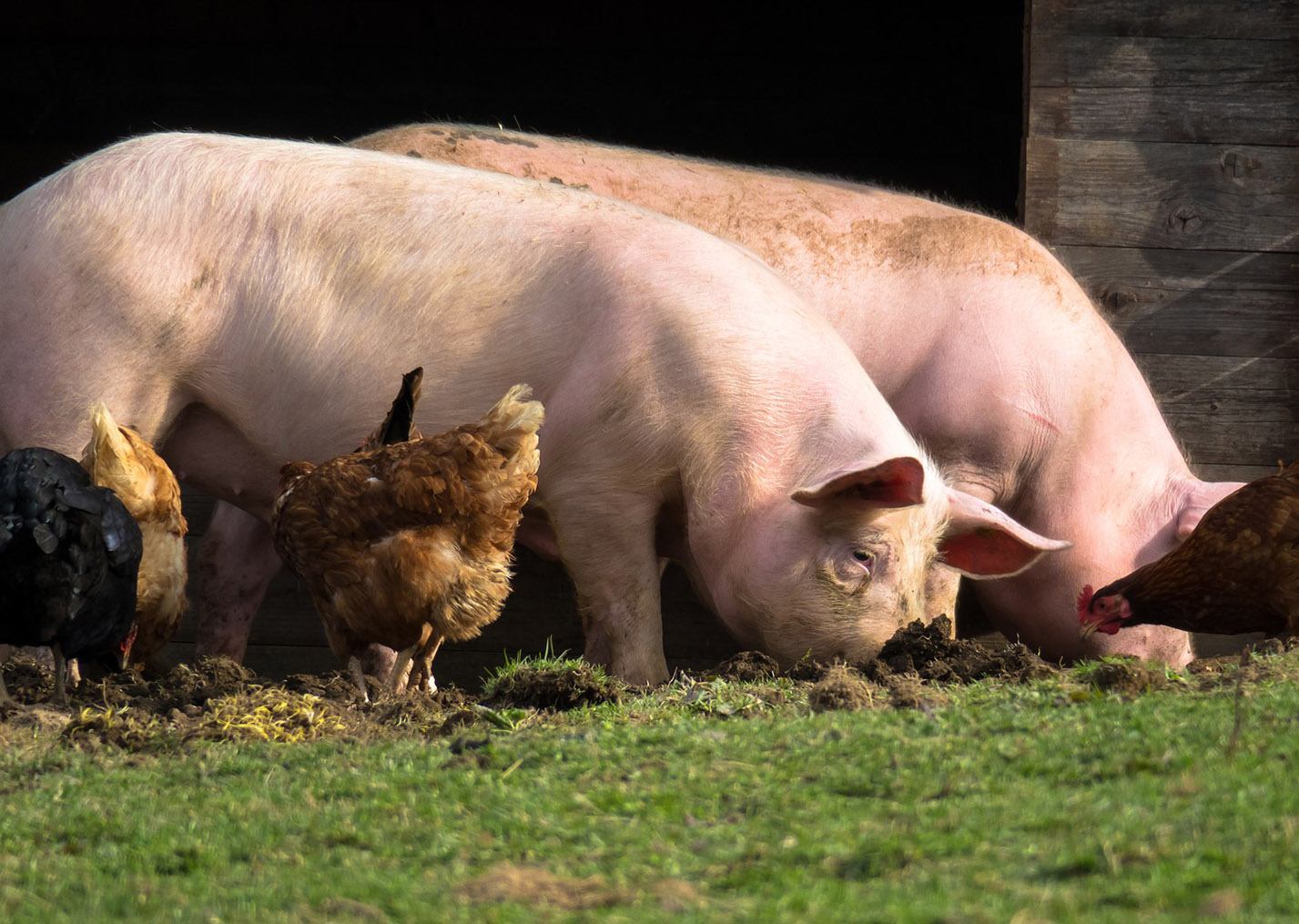 La Ferme de Bonneuil