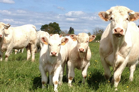 
                  Ferme de Bonneuil