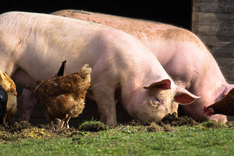 
                  Ferme de Bonneuil